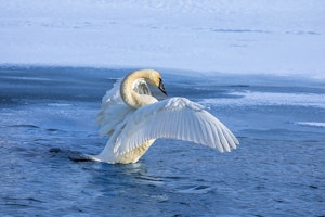 Trumpeter SwanAnn Laubach