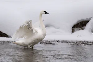 Trumpeter Swan© Mary Ann Fernandez