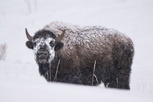 Bison© Mary Ann Fernandez