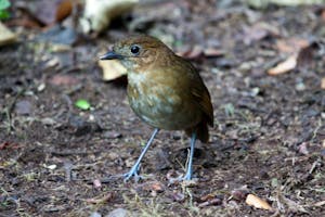 Brown-banded Antpitta © Christopher Calonje