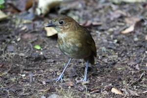 Brown-banded Antpitta © Christopher Calonje
