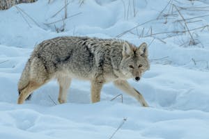 Coyote© Mary Ann Fernandez