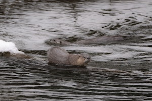North American River Otter© Mary Ann Fernandez