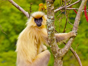 Golden Langur