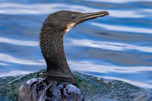 Pelagic Cormorant © Morgan Quimby