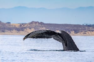 Humpback Whale© Morgan Quimby