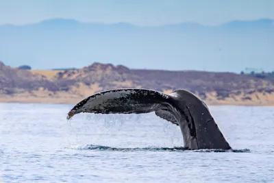 Humpback Whale