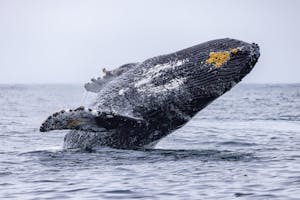 Humpback Whale© Morgan Quimby