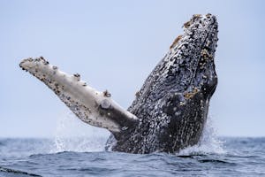 Humpback Whale© Morgan Quimby