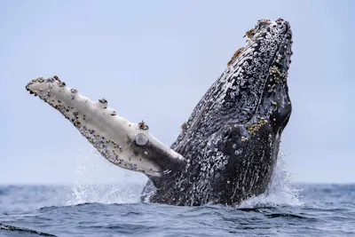 Humpback Whale
