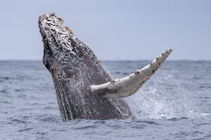 Humpback Whale© Morgan Quimby