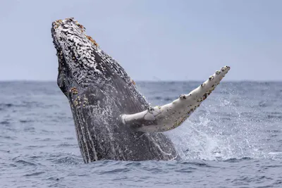 Humpback Whale