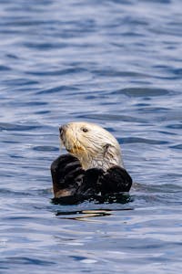 Sea Otter© Morgan Quimby
