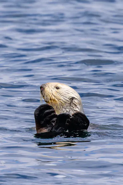 Sea Otter