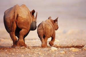 Black Rhinos