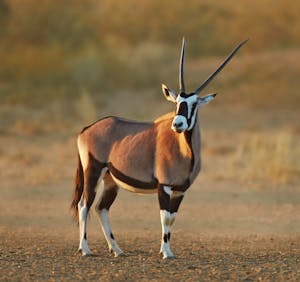 Gemsbok