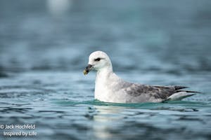 Arctic-Atlantic Fulmar© Jack Hochfeld