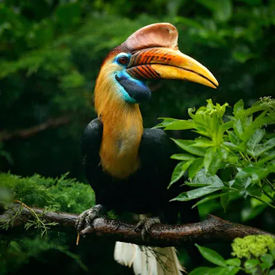 Borneo Birding Trips