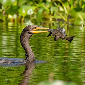 Brazil Birding Trips