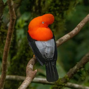 Colombia Birding Trips