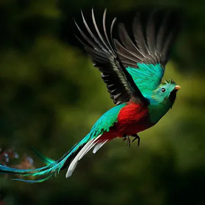 Costa Rica Birding Trips