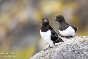 Dovekie© Jack Hochfeld