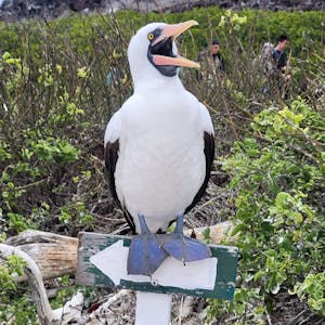 Galapagos Islands Birding Trips