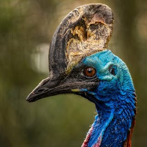 Northern Australia Birding Trips