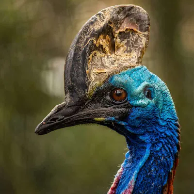 Northern Australia Birding Trips