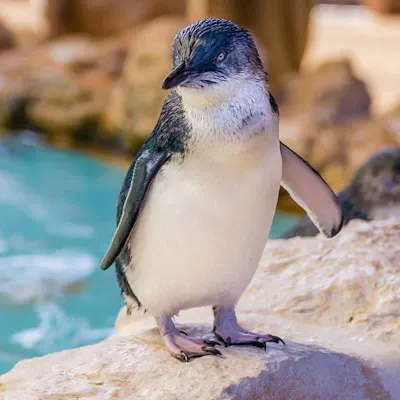 Southern Australia Birding Trips