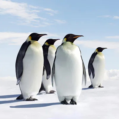 Antarctic Birding Trips