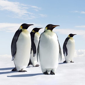Antarctic Birding Trips
