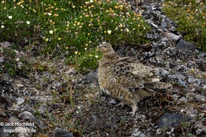 Svalbard Rock Ptarmigan© Jack Hochfeld