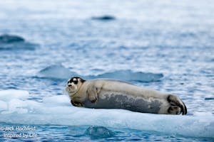 Bearded Seal© Jack Hochfeld