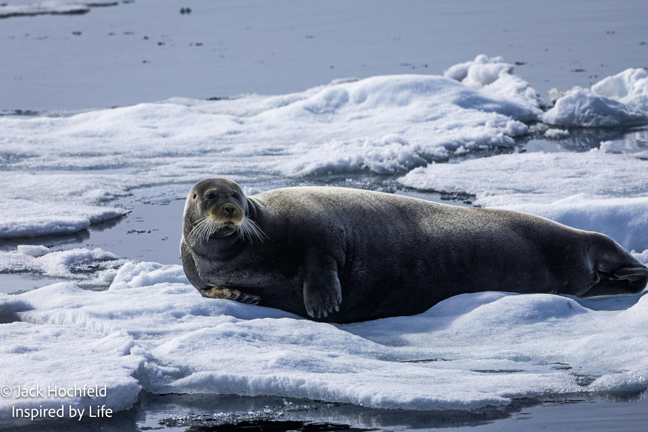 Bearded Seal© Jack Hochfeld