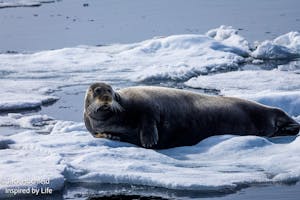 Bearded Seal© Jack Hochfeld
