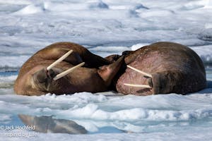 Walruses© Jack Hochfeld