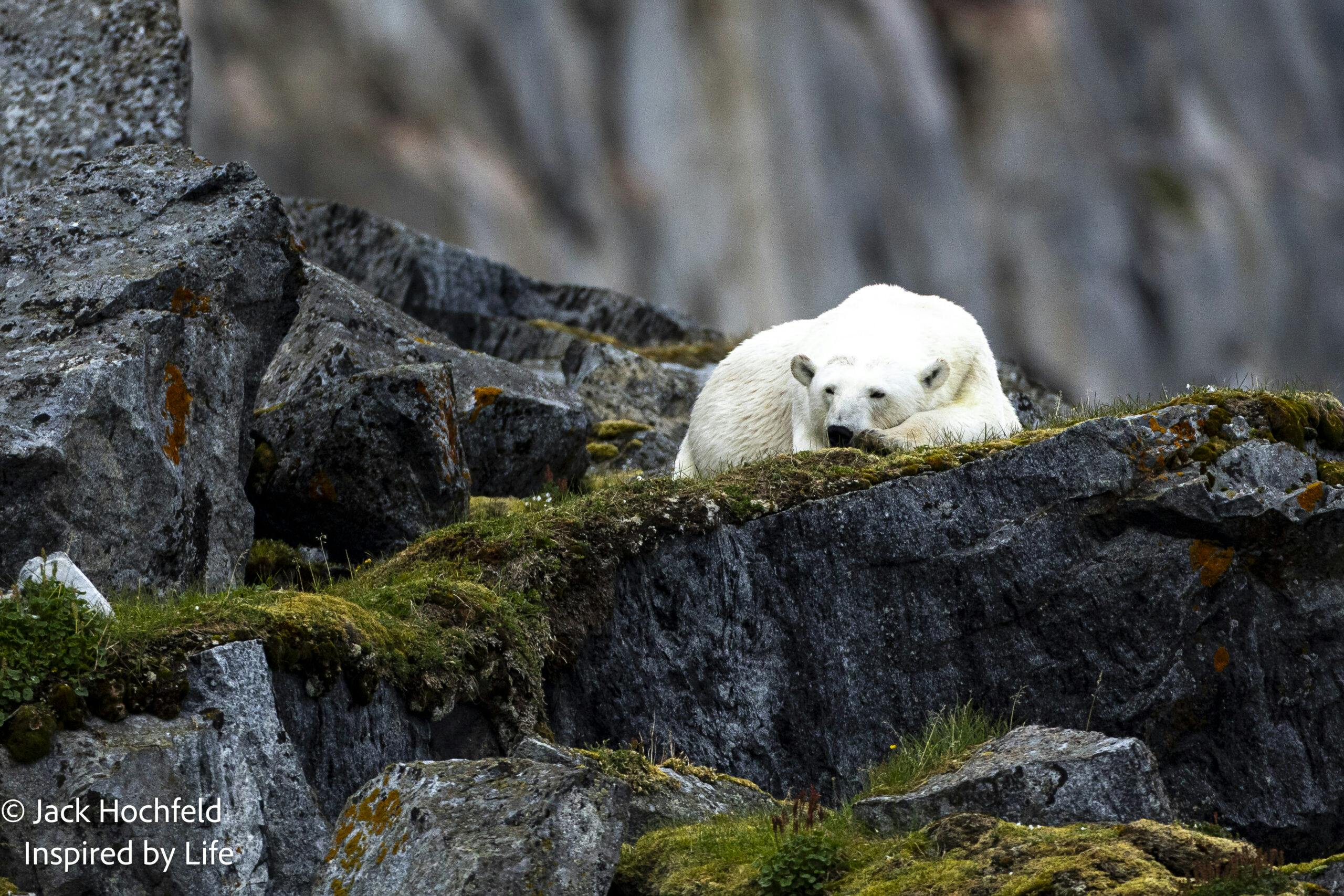 Polar Bear© Jack Hochfeld