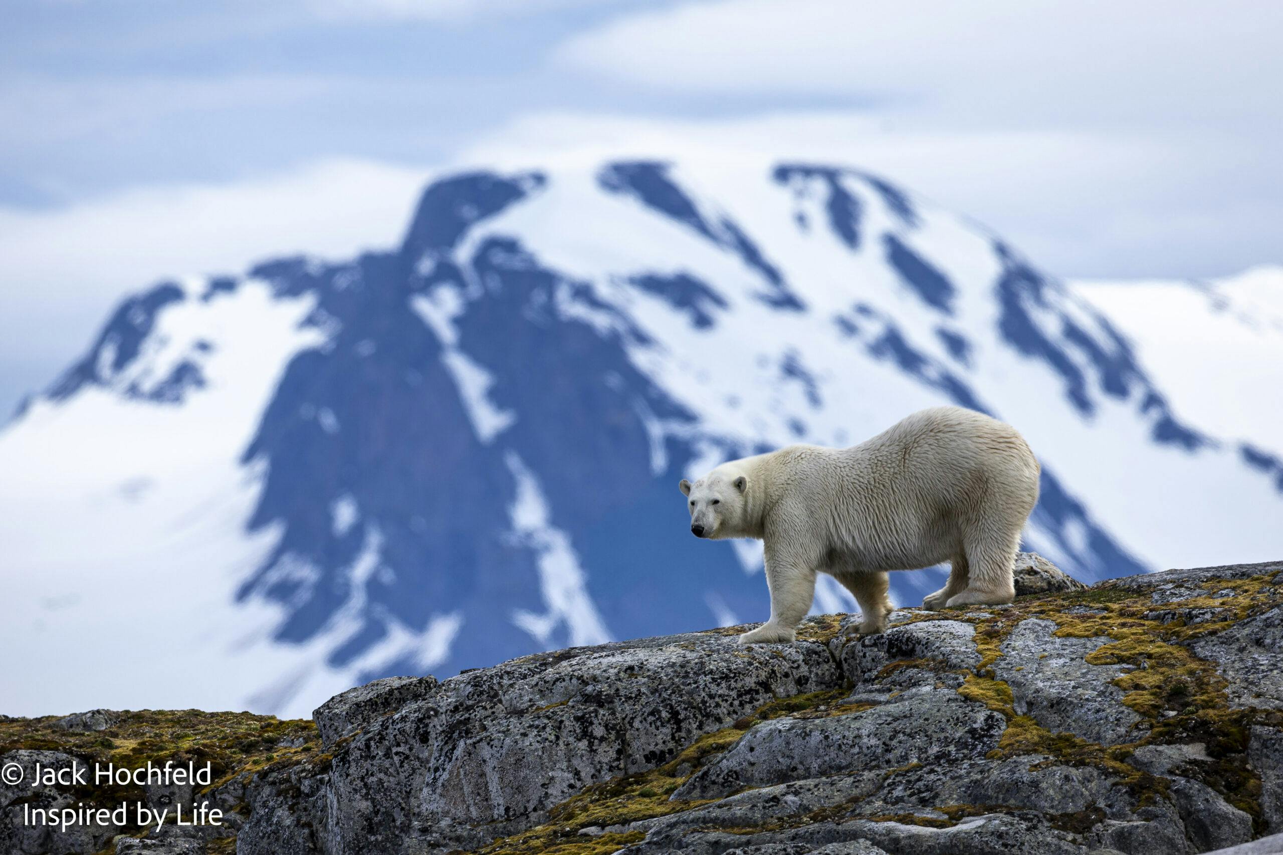 Polar Bear© Jack Hochfeld