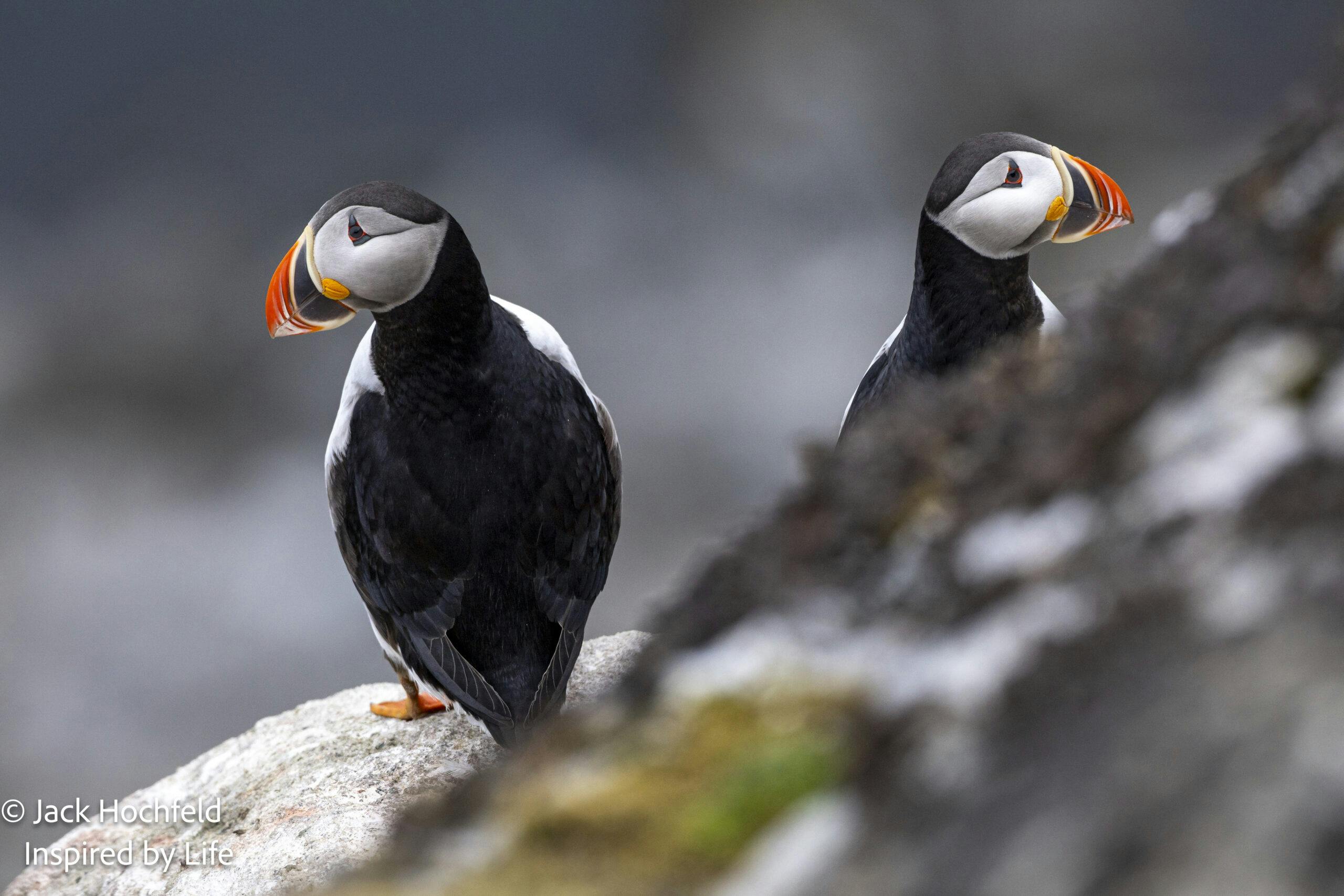Puffins© Jack Hochfeld