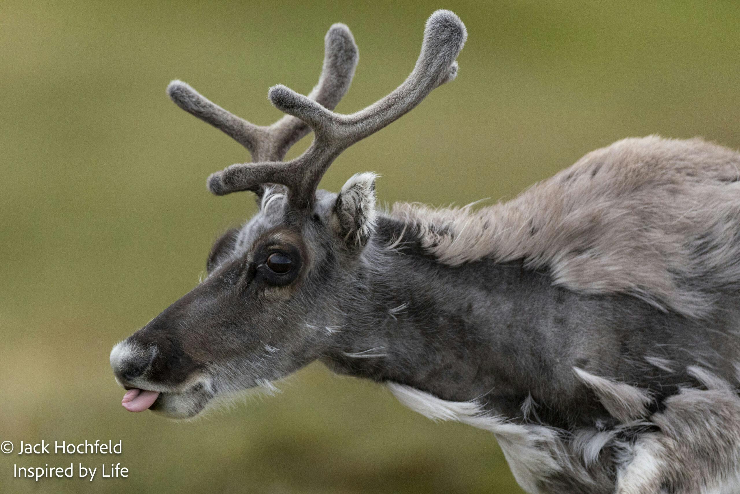 Reindeer© Jack Hochfeld