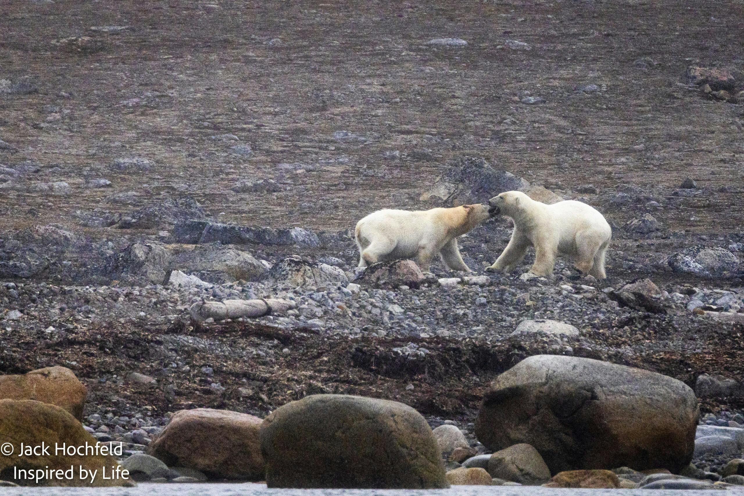 Polar Bears© Jack Hochfeld