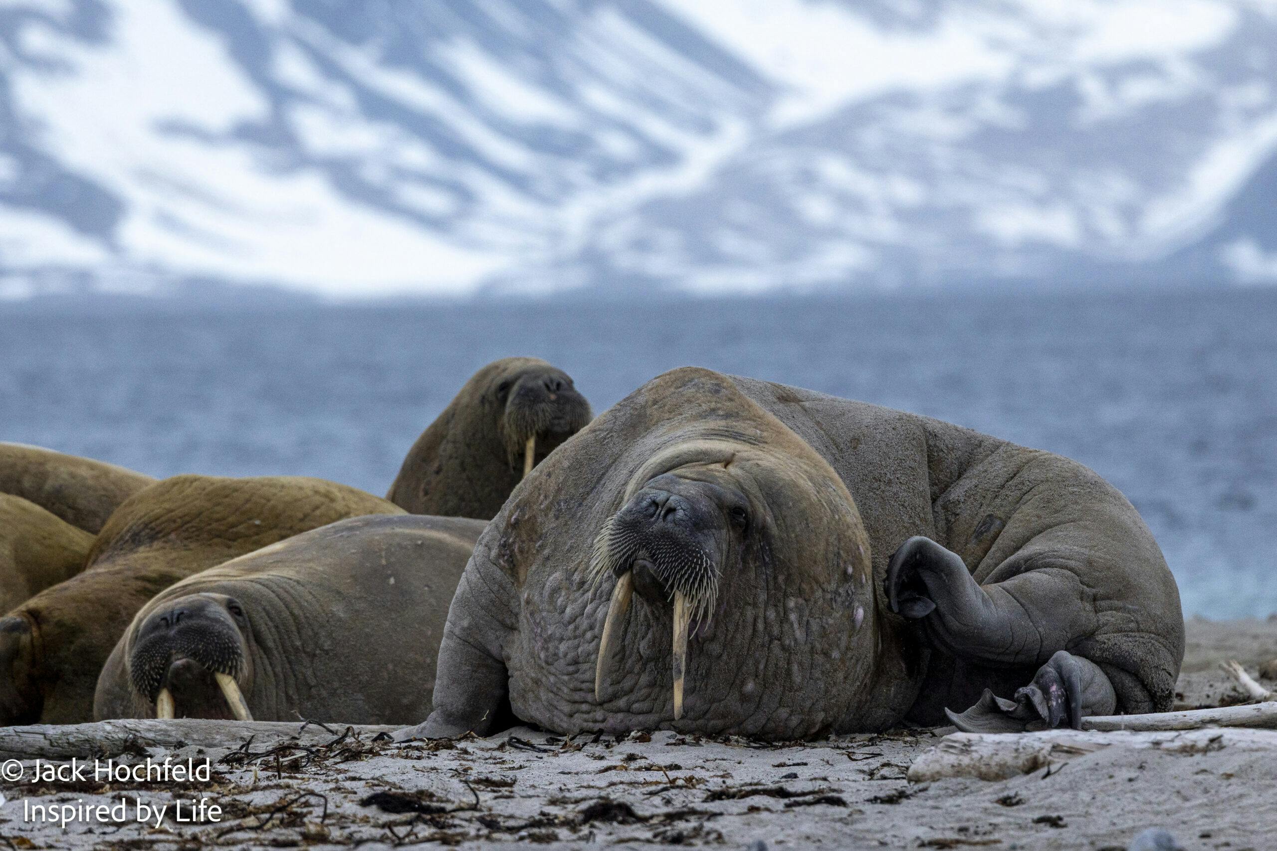 Walruses© Jack Hochfeld