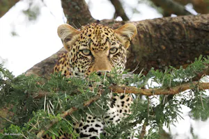 Leopard © Debbie Schmaltz