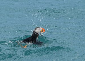 Atlantic Puffin© Isaac Ho