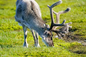 Svalbard Reindeer © Dianne Estrin