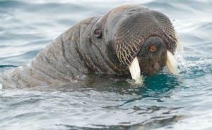 Walrus© Dianne Estrin