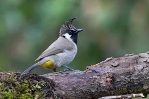Himalayan Bulbul