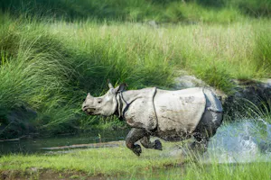 One-horned Rhinoceros
