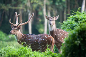 Spotted Deer